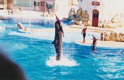 009-The dolphin show